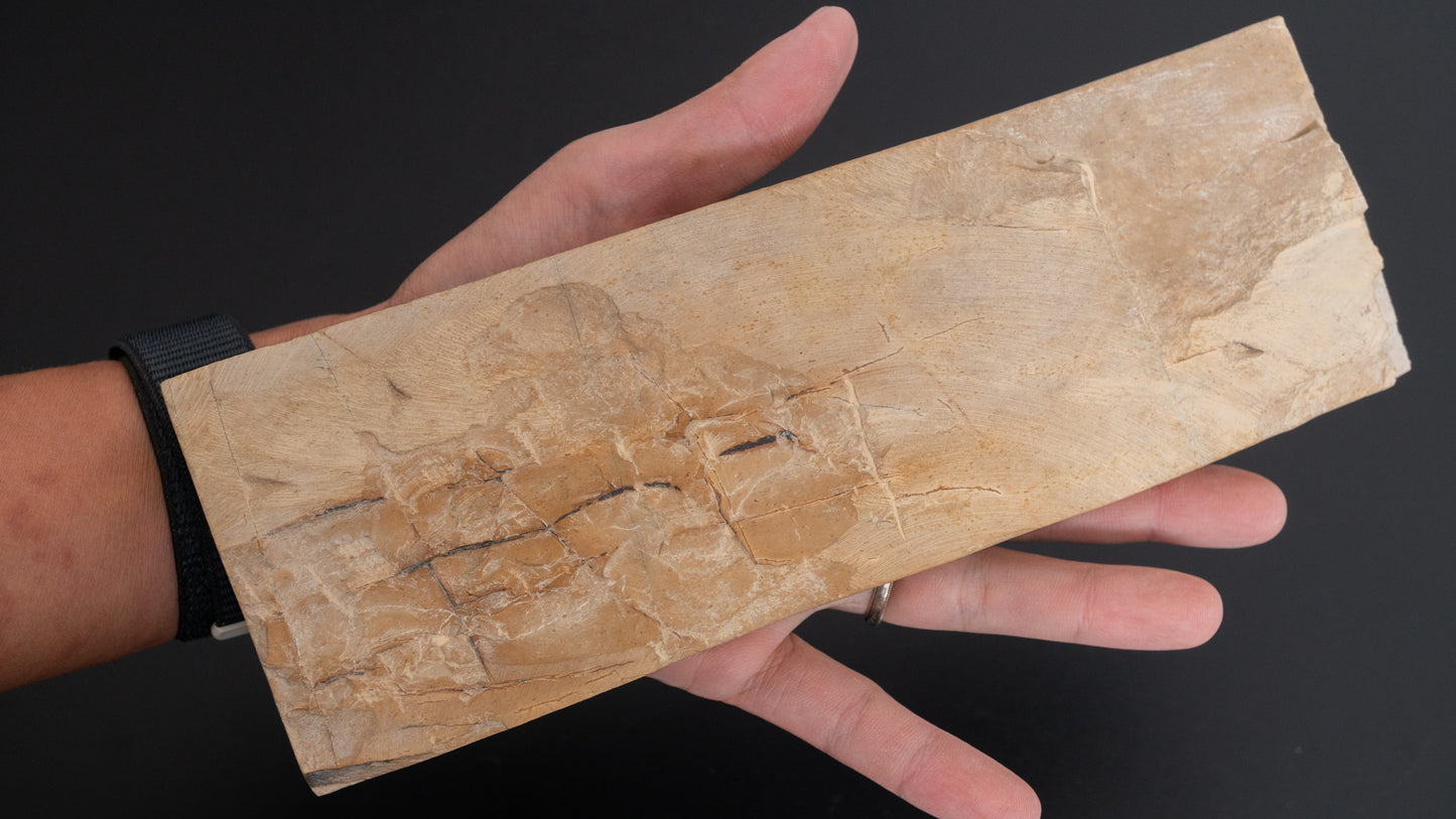 Tanaka Toishi Hideriyama Renge Suita Natural Stone (#A013)